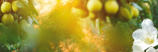 Inspired By English Pear & Freesia By Jo Malone - The Wren Collection